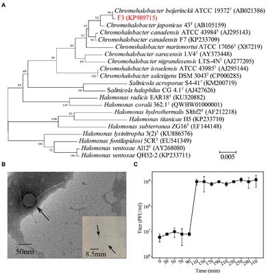 Characterization and genomic analysis of a novel halovirus infecting Chromohalobacter beijerinckii